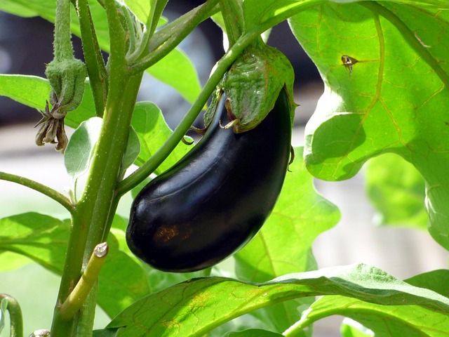 Curso Huertas y compost